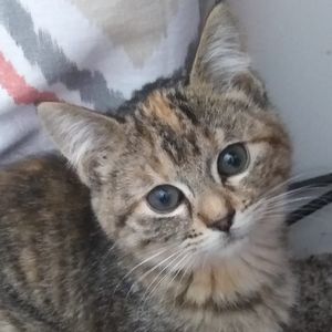 Meet your Posher, Carol